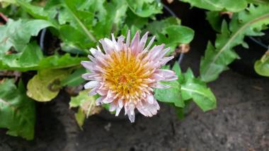 Billede af blomst